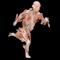 The Human Body