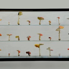 Like a Moth to a Flame