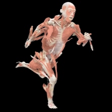 The Human Body