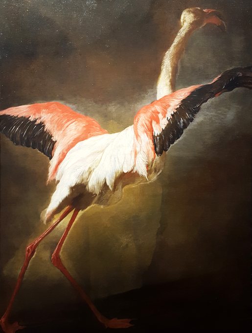 Pietro Boel, Fenicottero