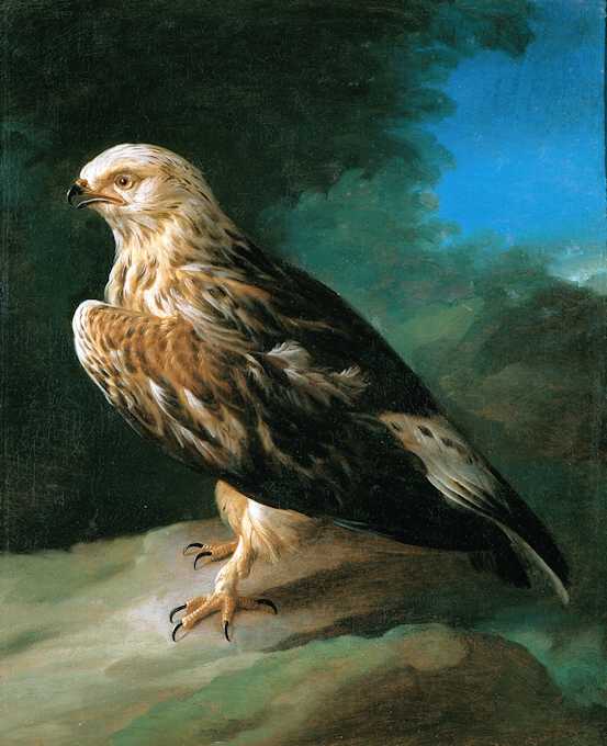 Giorgio Duranti, Ritratto di falchetto