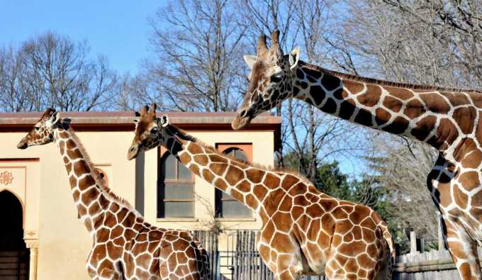 Bioparco 