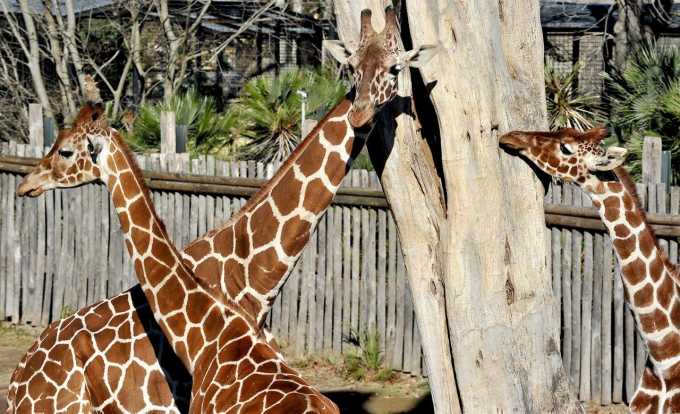 Bioparco
