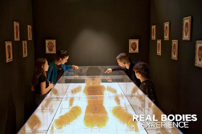 Real Bodies Experience