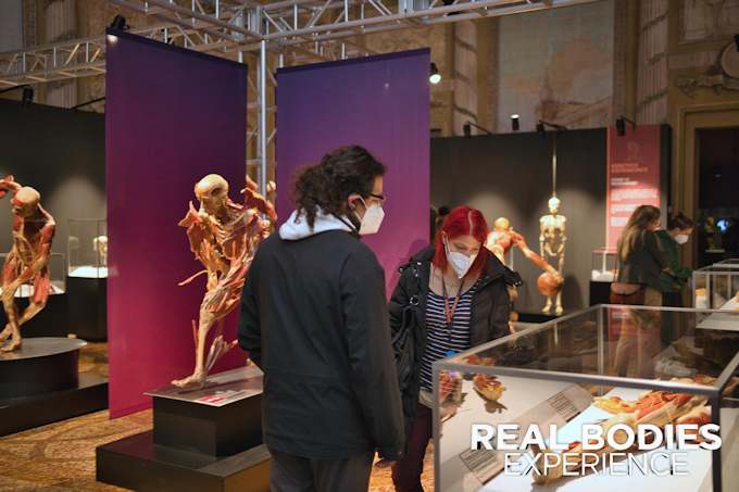 Real Bodies Experience