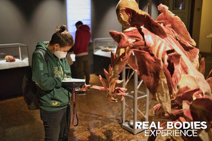 Real Bodies Experience